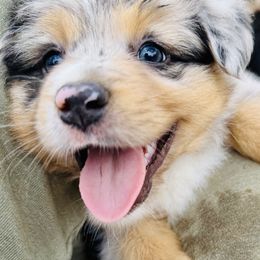 River - Blue merle male Miniature Australian Shepherd puppy in Hempstead, Texas from Young Gun Aussies