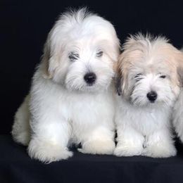 Cotons de Tulear from Cotonlicious Cotons