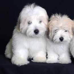 Cotons de Tulear from Cotonlicious Cotons
