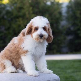 Ricky - Red male Bernedoodle puppy in South Jordan, Utah from Lady Paws Puppies - Cassie
