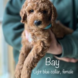 Poodle Puppies from Beltane Bonnies