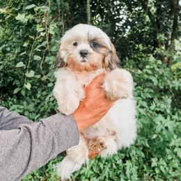 Boy 1 - male Shihpoo puppy in Live Oak, Florida from Grams Poodle Babies