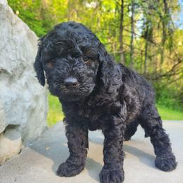 Dixie - Black female Goldendoodle puppy in Fairmont, West Virginia from Mountainside Doodles, LLC