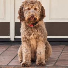 Maggie - Goldendoodle
