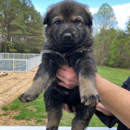 Basil (Black Collar) - Sable German Shepherd puppy in Near Richmond, Virginia from German Shepherds of Virginia