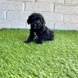 Linc - Black male Poodle puppy in Bay City, Texas from Billy's Puppies