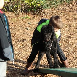 Poodle Puppies from Simply Standard Poodles