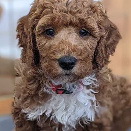 Aussiedoodle, Cavapoo, and Poodle Puppies from Robin's Nest Farm