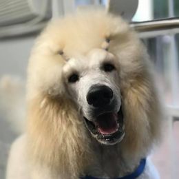 Poodles from Graybark Standard Poodles
