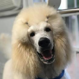 Poodles from Graybark Standard Poodles