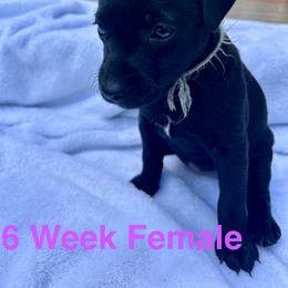 Patterdale Terrier Puppies from Patterdales For You!