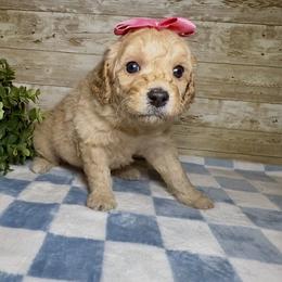 Savannah - Apricot female Goldendoodle puppy in Litchfield, Connecticut from Gracie Doodles CT