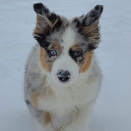 Australian Shepherds and Great Pyrenees from Crabby Ash Farms