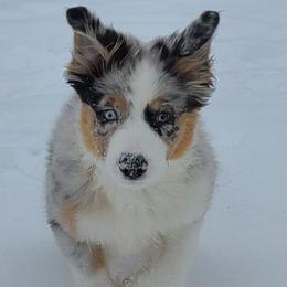 Australian Shepherds and Great Pyrenees from Crabby Ash Farms