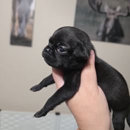 Black Male 1 - Black male Pug puppy in Olin, North Carolina from Piggy Pugs
