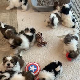 Boy 1 - Red and white male Shih Tzu puppy in Foristell, Missouri from Lakewood