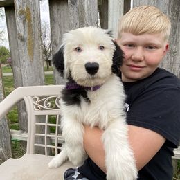 Old English Sheepdog Puppies from Heavinly Blessings Farm Pups - Old English Sheepdog Puppies