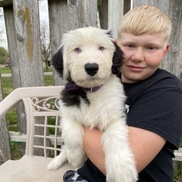 Old English Sheepdog Puppies from Heavinly Blessings Farm Pups - Old English Sheepdog Puppies