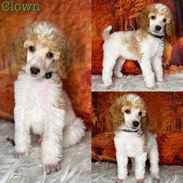 Clown - Parti Poodle puppy in Swansboro, North Carolina from Monarch Standard Poodles