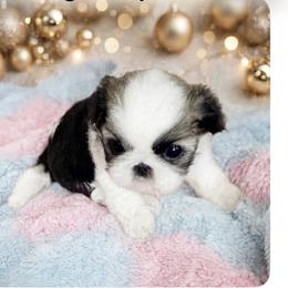 Shichon and Shih Tzu Puppies from Angie’s Teddy Bear Puppies Minnesota