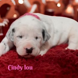 Cindy Lou Who - White and black female Dalmatian puppy in Whitwell, Tennessee from Rock a Dalmatian “RockADal”