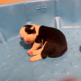Lilly - Black and white female Border Collie puppy in Lebanon, Oregon from Cahill’s Canines