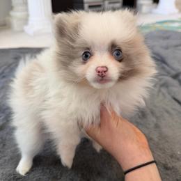 Nala (Sky Blue Eyes) - Tri-colored female Pomeranian puppy in Saint Louis, Missouri from Velvet Crown Kennels 👑
