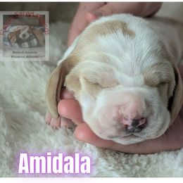 Amidala - Lemon and white female Basset Hound puppy in Scottsdale, Arizona from Floppy Eared Friends Bassett Hounds