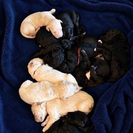 Male 3 - Parti male Goldendoodle puppy in Rainier, Washington from Hanson’s NW Goldens & Doodles