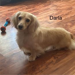 Darla - Dachshund