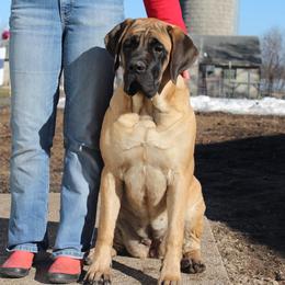 Mastiffs from Lakeside Mastiffs of Minnesota