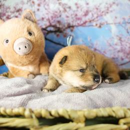Blue Collar - Red sesame male Shikoku Ken puppy in Pennsylvania from Aoiyama Sou Shikoku Kennel