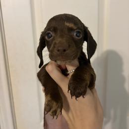 Hope - Dapple male Dachshund puppy in Conroe, Texas from R&M Dachshunds