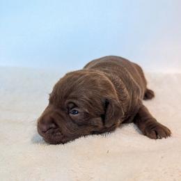 Screaming Mimi - female Patterdale Terrier puppy in Yucaipa, California from Moormont Kennels