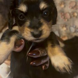 BOY1 DO NOT SUBMIT APPLICATION UNLESS SERIOUS - Black and cream male Dachshund puppy in Wisconsin from Sabe and Shabe’s Doxies