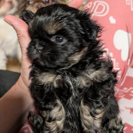 Dobie Girl 3 - Black and tan female Shih Tzu puppy in Surry, Maine from McKayla Hairston
