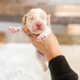 Poodle Puppies from LeBaron Standard Poodles