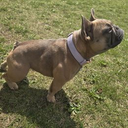 French Bulldogs from Sein Sollen Kennels