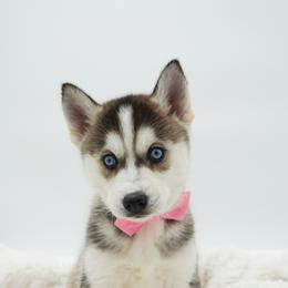 Sasha - Black and white female Siberian Husky puppy in Elmwood Park, Illinois from HuskiesWithFinesse