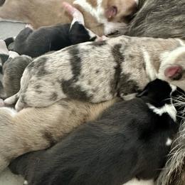 Luffy - Blue merle and white male Cardigan Welsh Corgi puppy in San Antonio, Texas from White Paws Cardigan Corgis