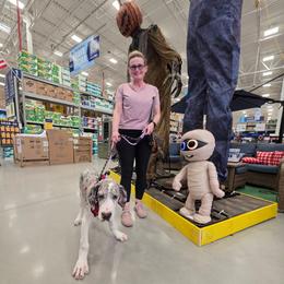 Creed - Mantle merle male Great Dane puppy in Brooksville, Florida from Follow My Lead Great Danes