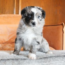 Australian Shepherd Puppies from Forte Australian Shepherds & Co.