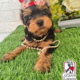 Miranda - Black and tan female Yorkshire Terrier puppy in California from Corazon de gigante
