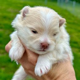 Girl 1 - Cream female Pomeranian puppy in Uniontown, Pennsylvania from Oh So Sassy Poms