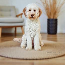 Maizey - Goldendoodle