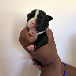 Atlas - Black male American Pit Bull Terrier puppy in Frederick, Maryland from •Wyngate Pits•