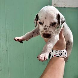 Sage - White and liver brown male Dalmatian puppy in Wilson, North Carolina from New Horizonz Dalmatians