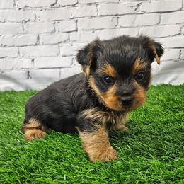 Royce - Blue and gold male Yorkshire Terrier puppy in Monticello, Iowa from Ashley’s Puppies