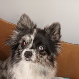 Sasha - Pomeranian