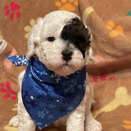 Jangle - Parti male Goldendoodle puppy in Home, Pennsylvania from Plum Creek Acres Next Generation